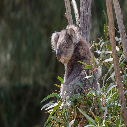 Koala up an eucalyptus tree
