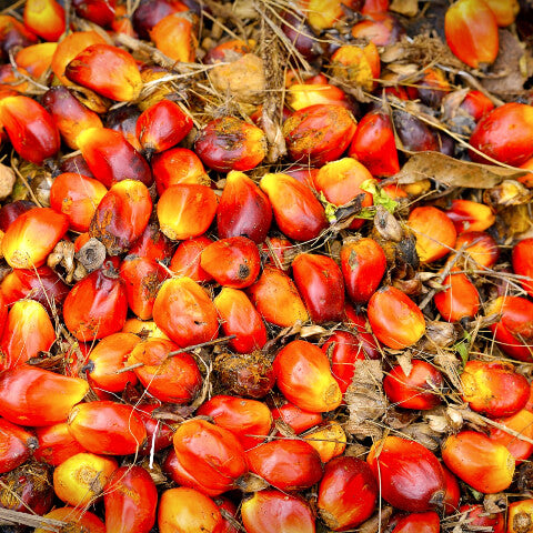 Palm Oil Fruit