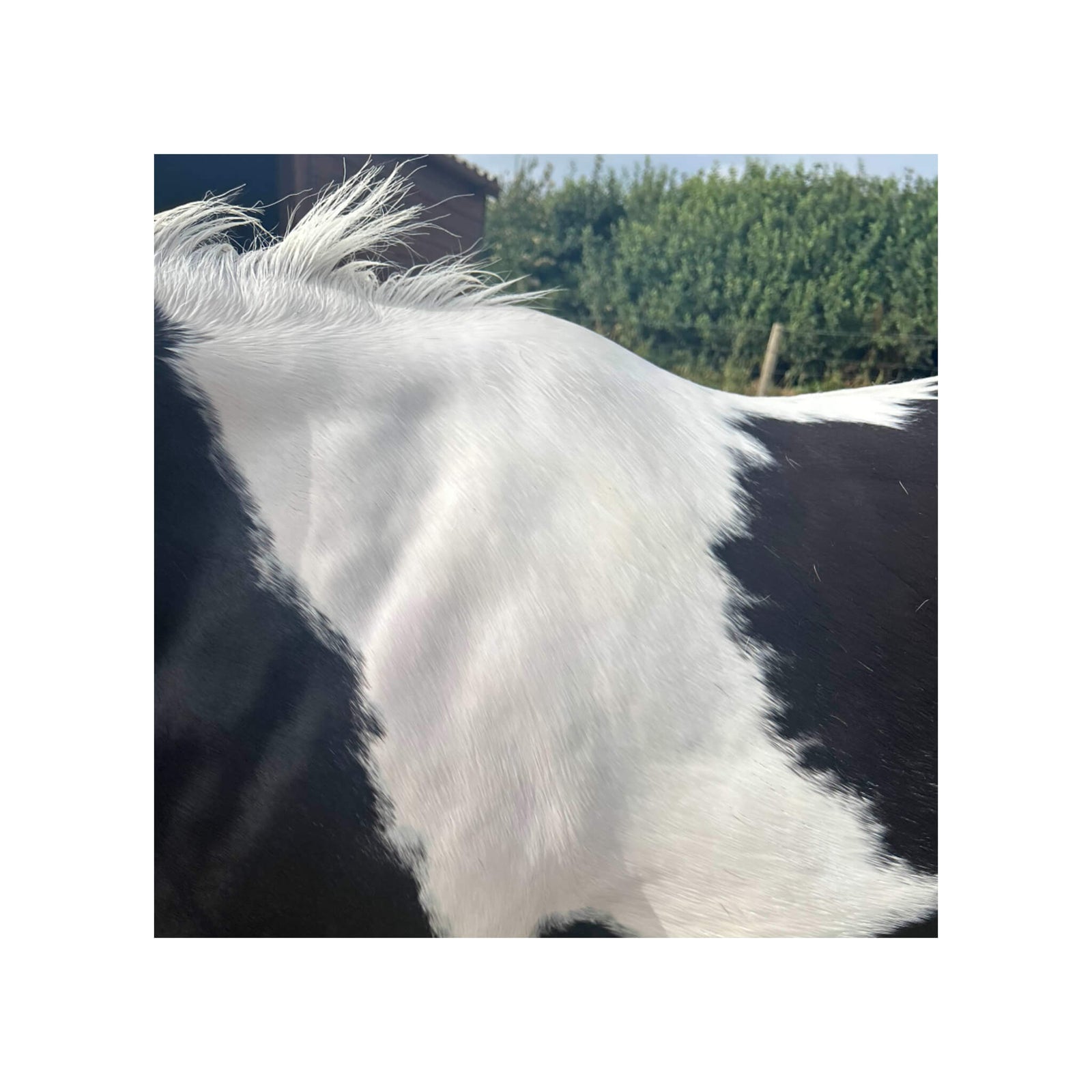 White mane after wash with purple shampoo bar