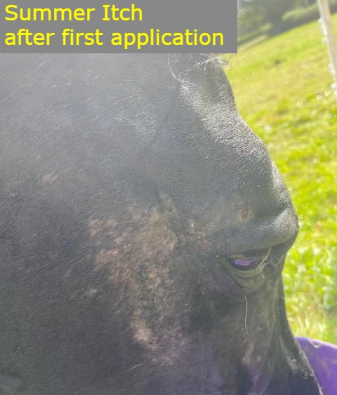 Horse with 'Sweet Itch' after first application of treatment - giving sweet relief from sweet itch