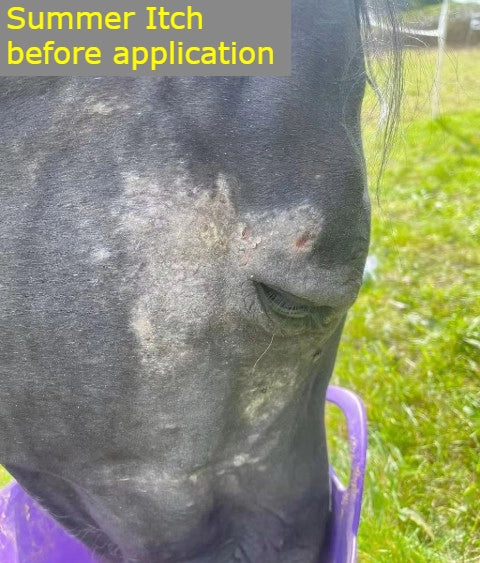Horse with 'Summer sweet Itch' before application on a grassy background