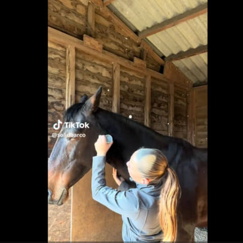 Applying solid natural horse fly repellent bar directly to horse's neck