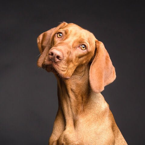 Dogs Have Sensitive Skin Too! - The Solid Bar Company