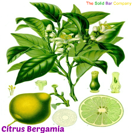 The many beneficial properties of Bergamot (or Citrus Bergamia) Oil