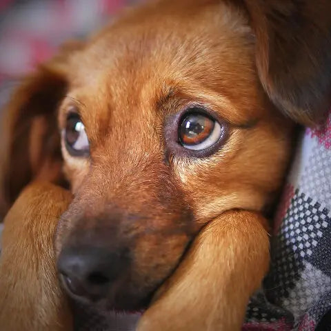 A dog soothed by Calendula Dog Paw Balm