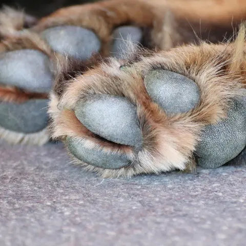 Dog paws after balm use at The Solid Bar Company