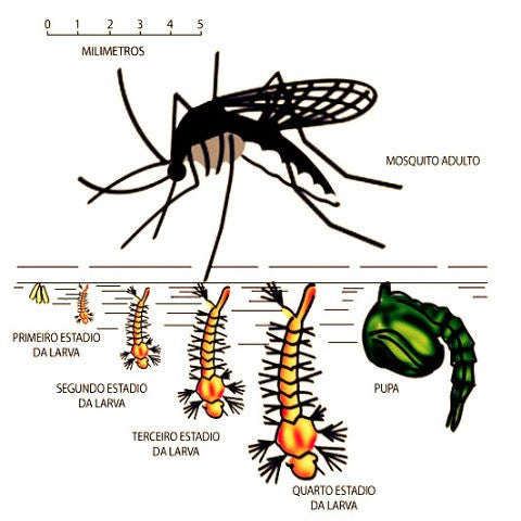 A noseeum life cycle - egg to larva, to pupa, and finally to the adult stage - within a two to six week period.