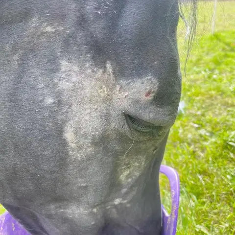 sweet itch horse rubbing mane