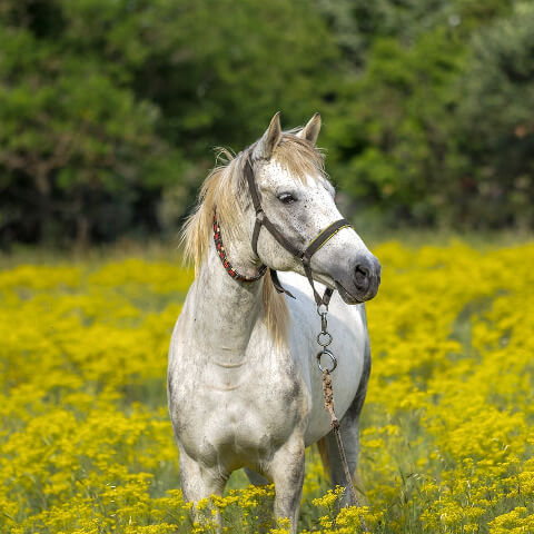 Grey horse in a yellow meadow