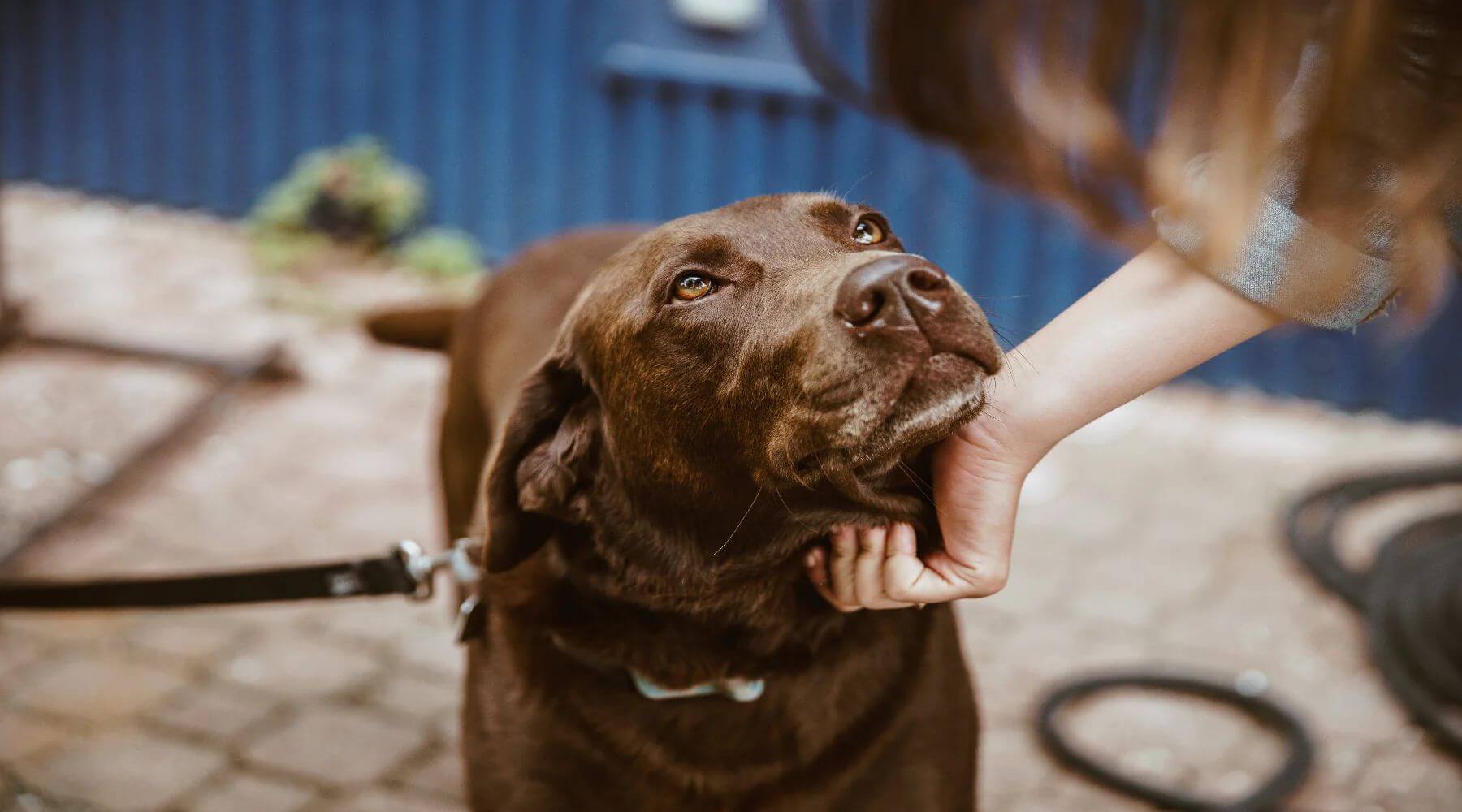 Chocolate labrador dog