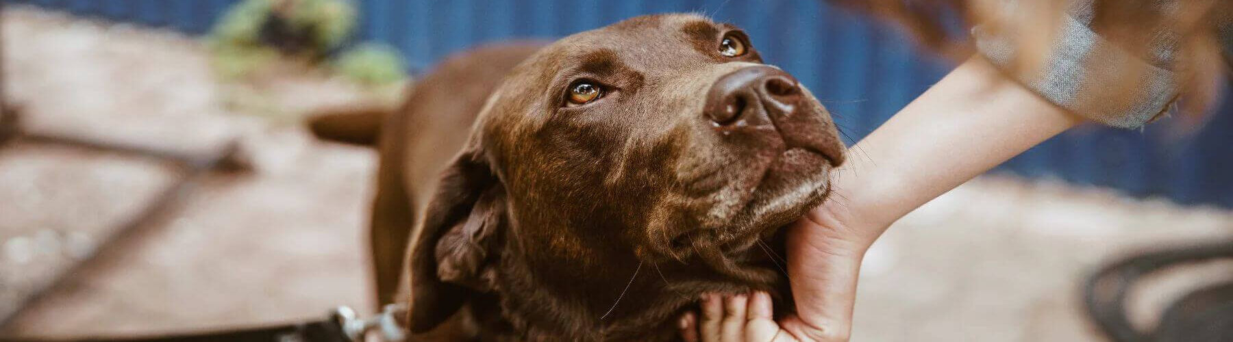 Chocolate labrador dog being stroked