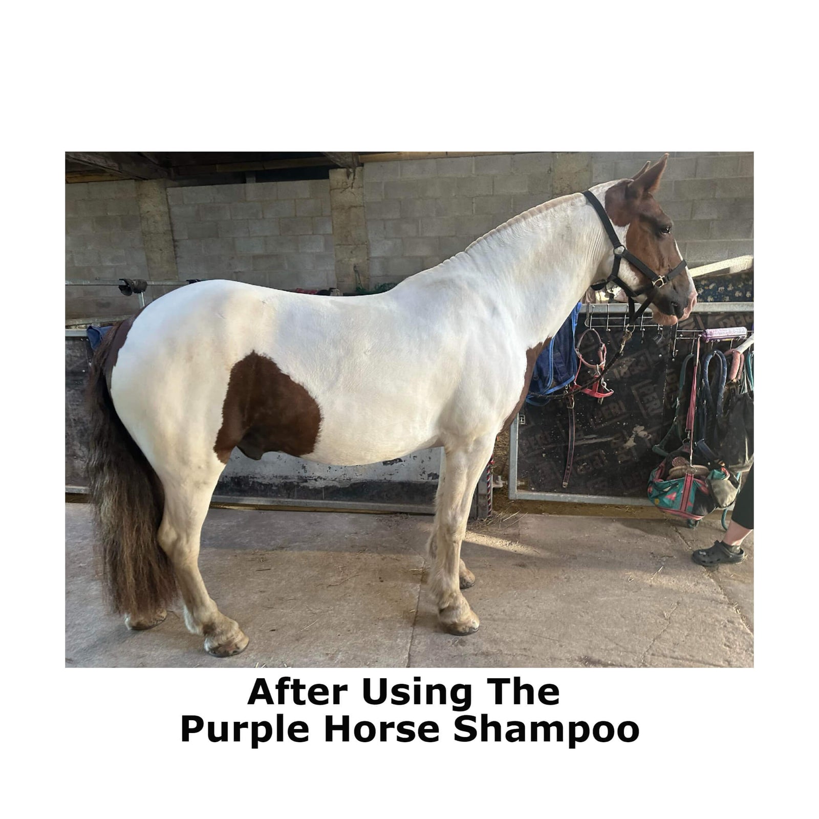 White Horse After Using The 
Purple Horse Shampoo