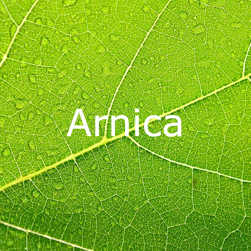 Arnica