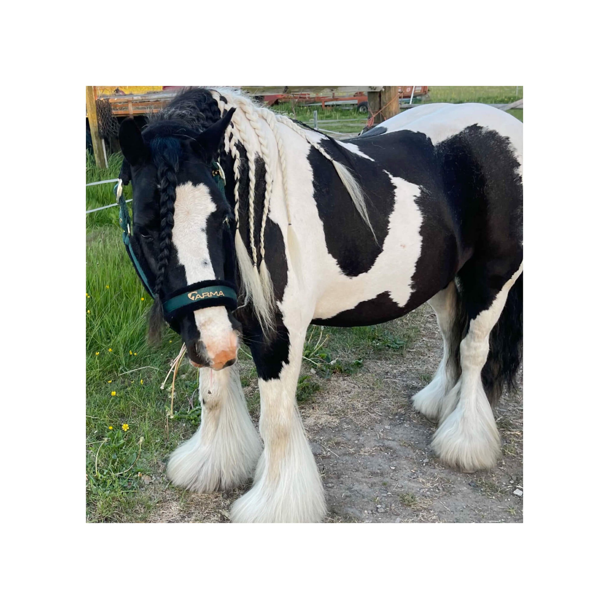 The Solid Bar Company purple shampoo bar makes this horse's white mane and feathers even whiter