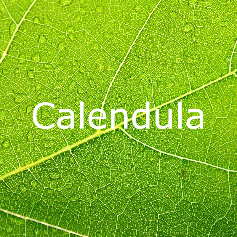 Calendula text