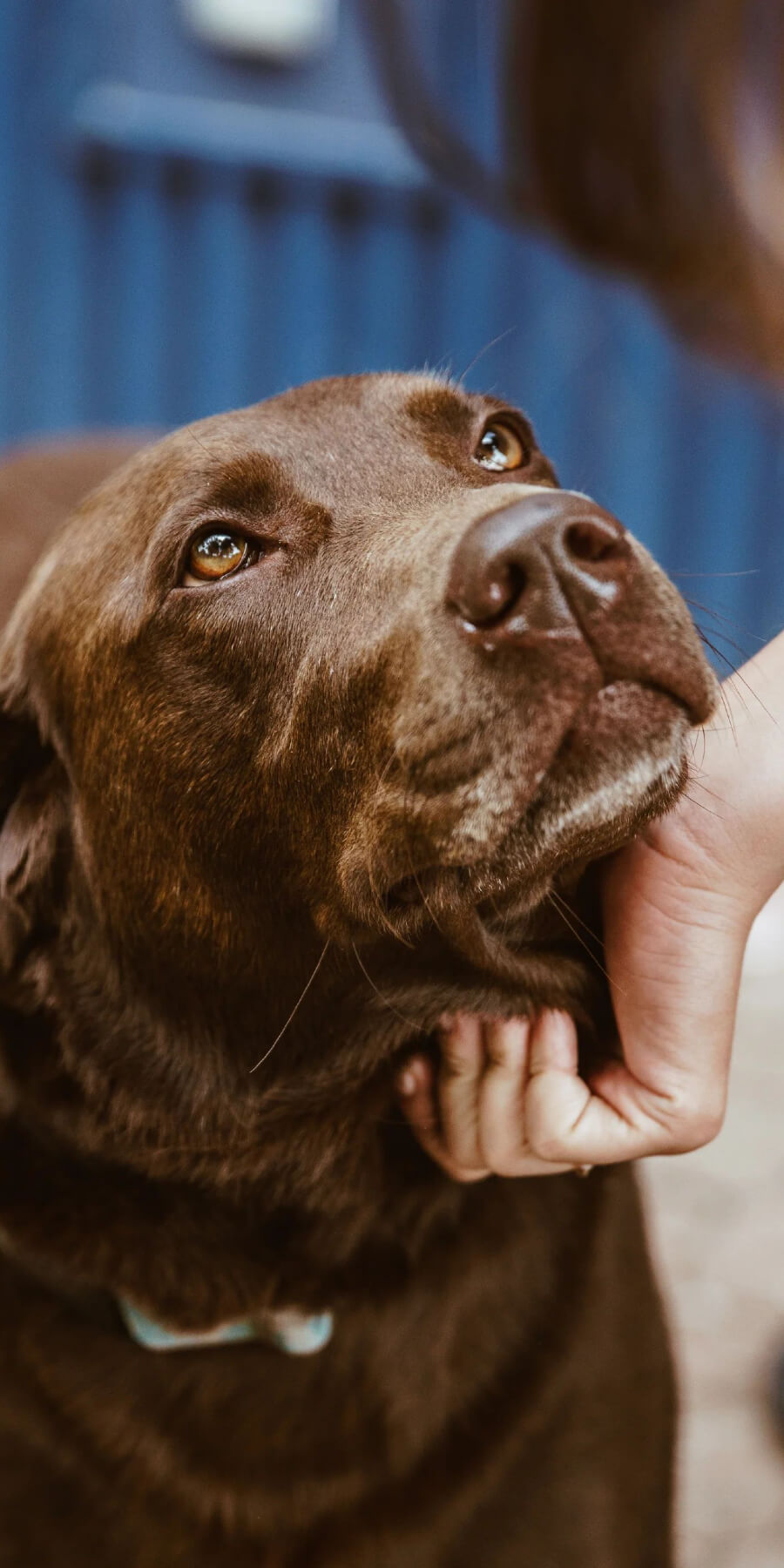 Chocolate labrador looking up at owner