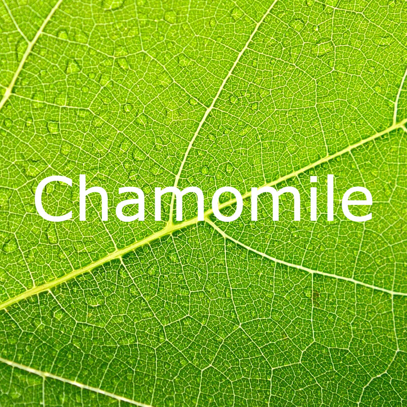 Chamomile