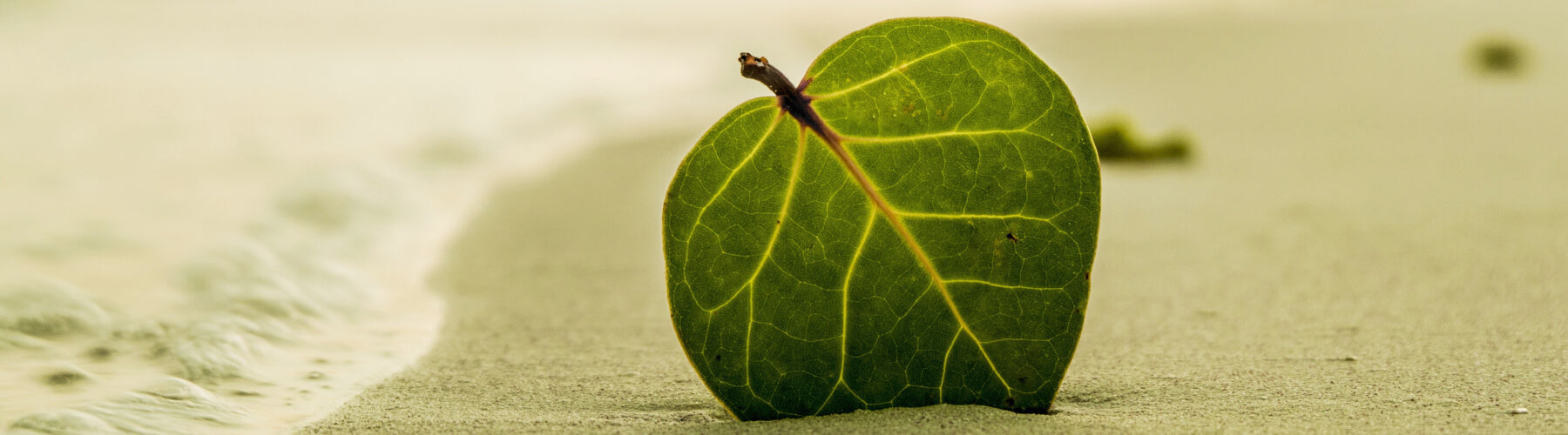 Green leaf on a beach