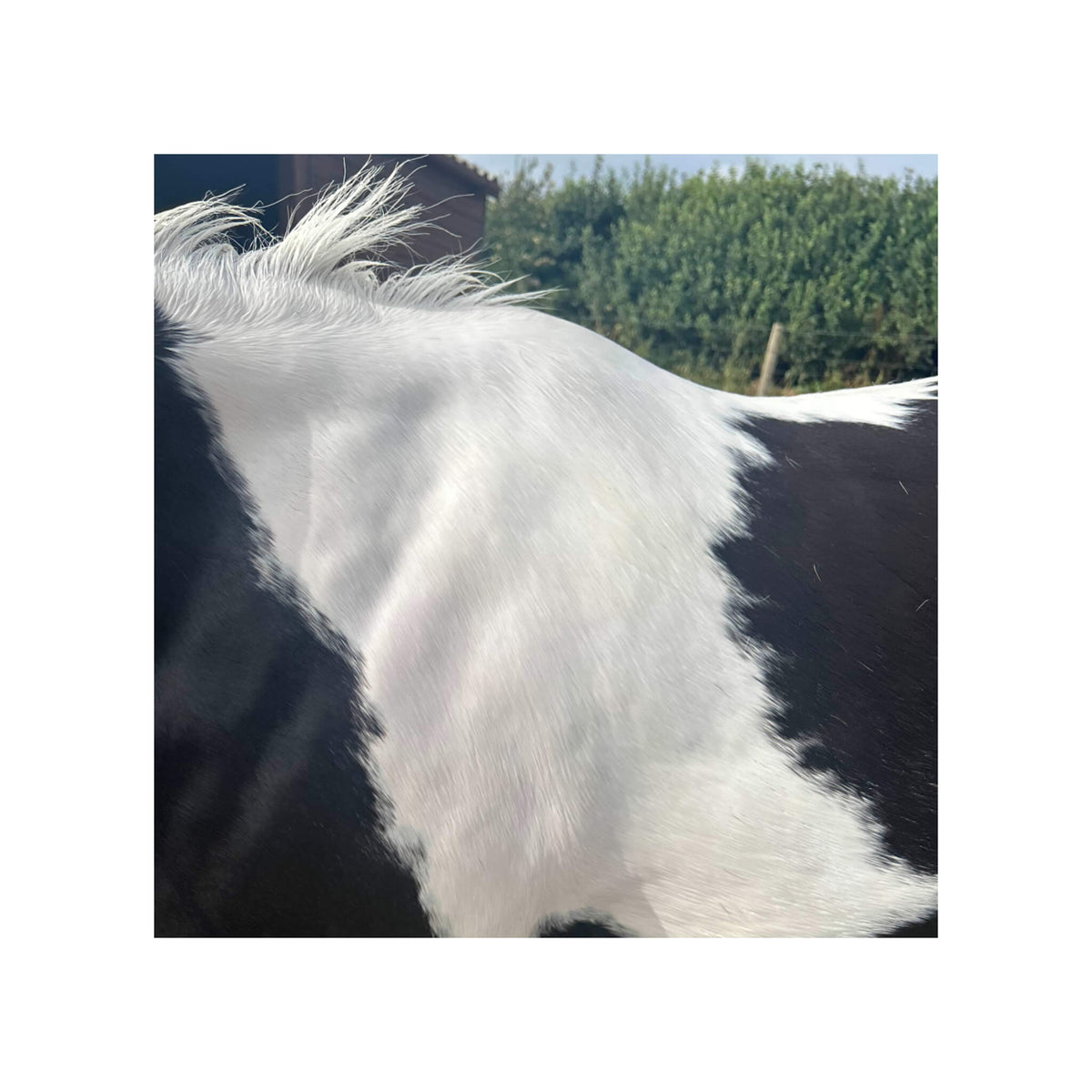 White mane after wash with purple shampoo bar