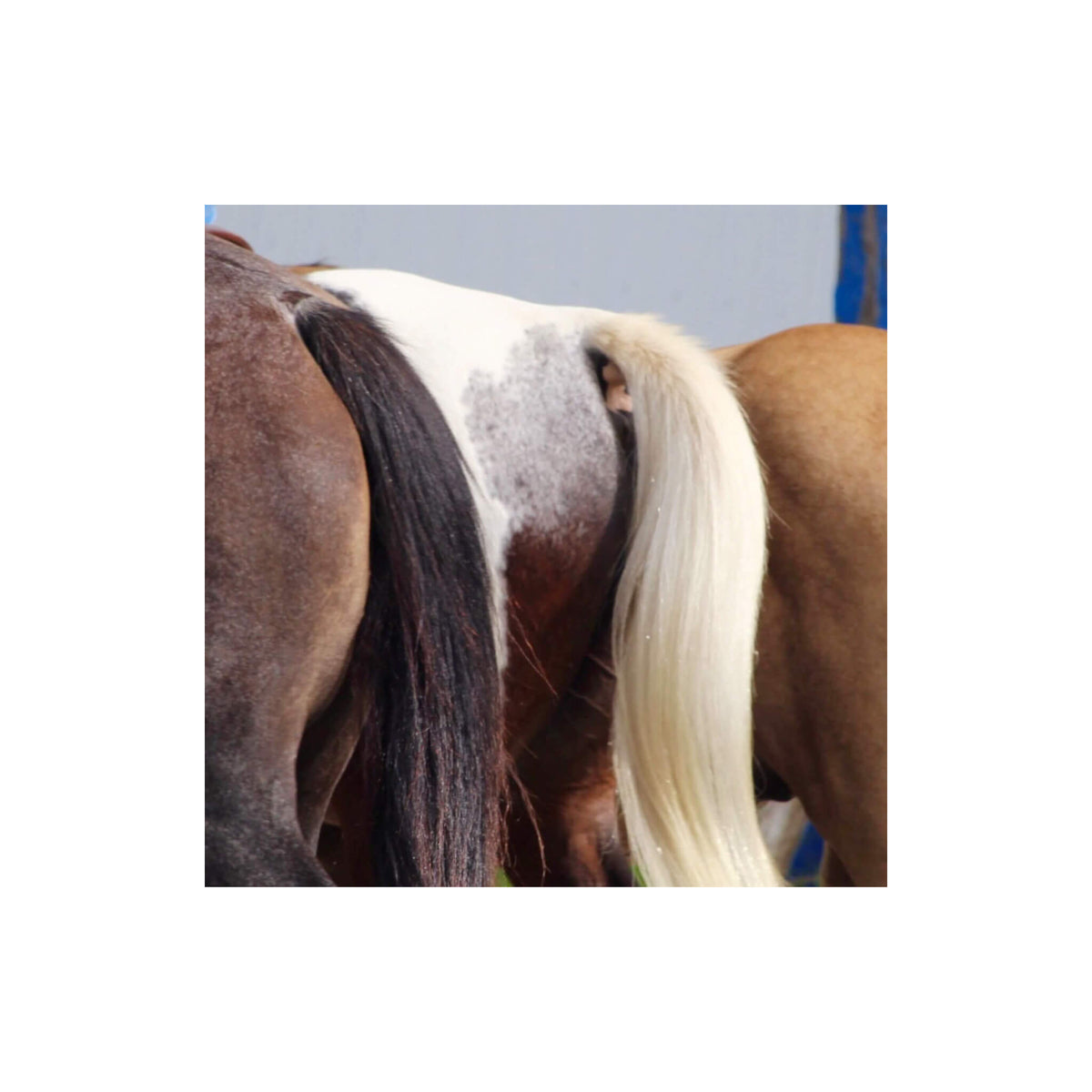 Mane and tail detangler on horses