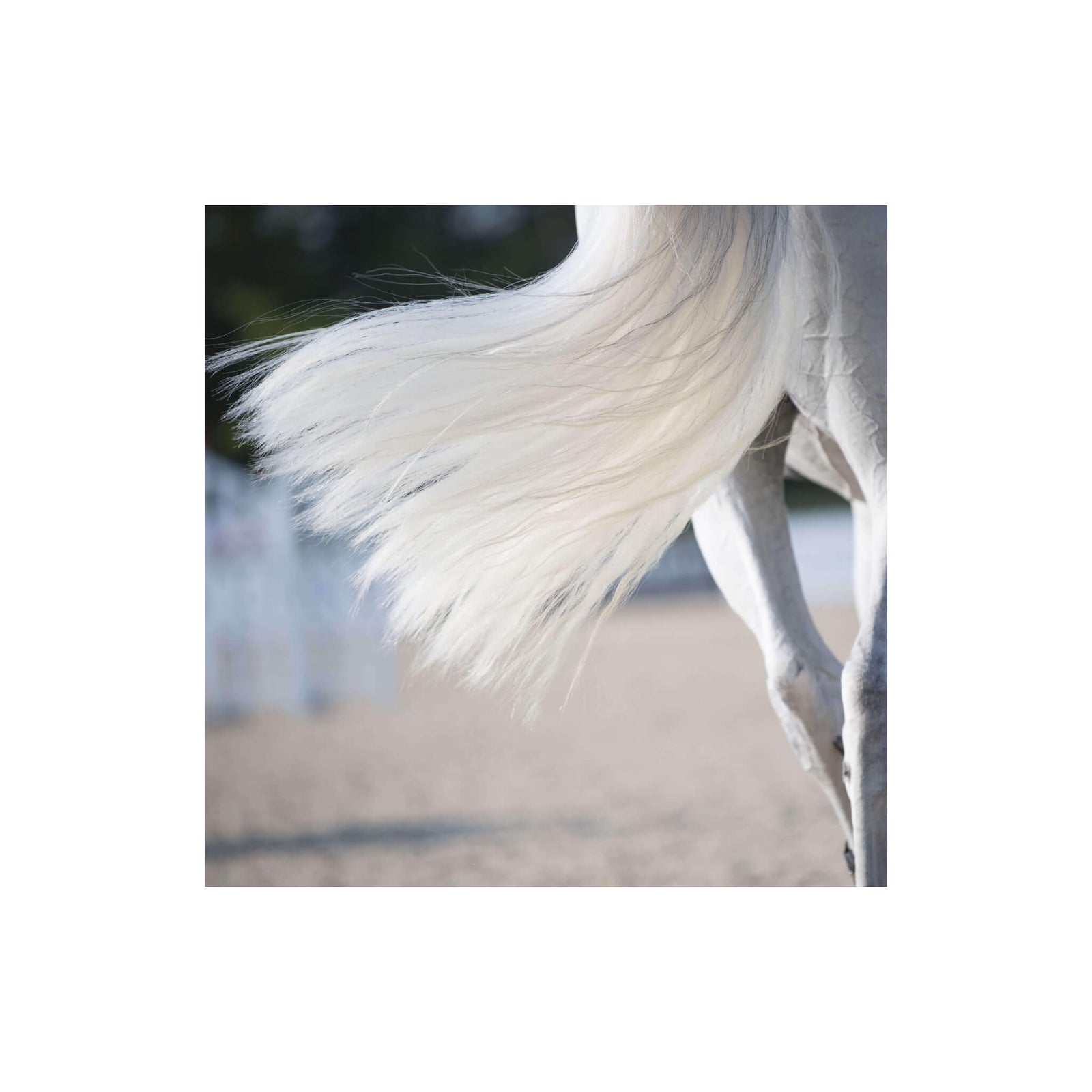 Mane  and tale detangler on white horse