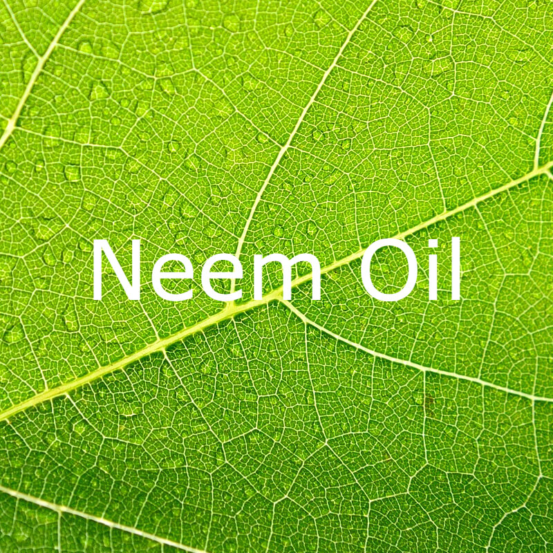 Neem Oil