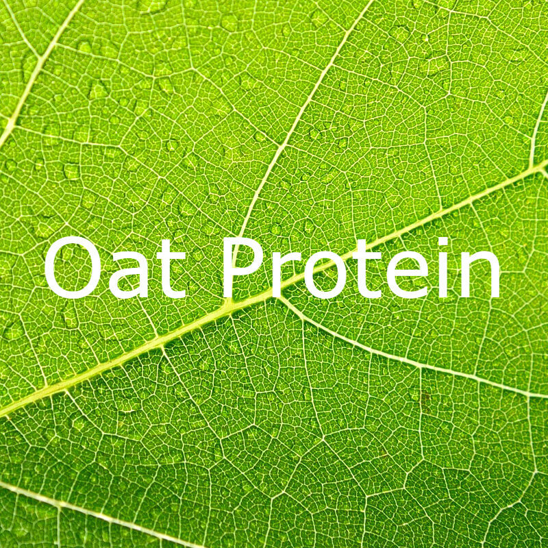 Oat Protein