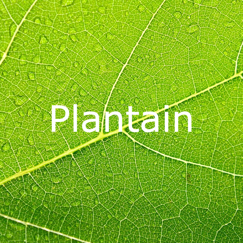 Plantain text on a leaf background