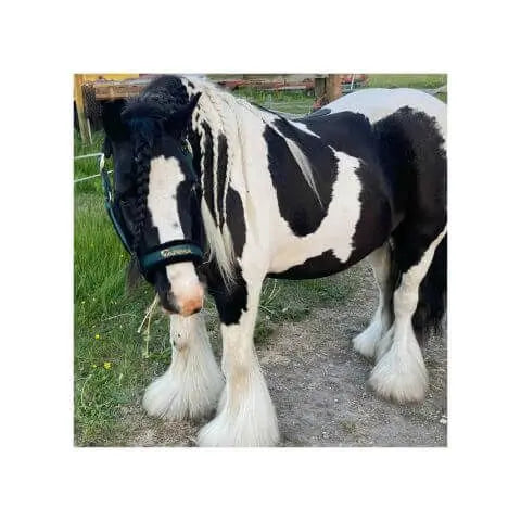 Purple Horse Shampoo Bar - Whitening & Deodorising - The Solid Bar Company