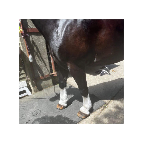 Horse with gleaming white fetlocks