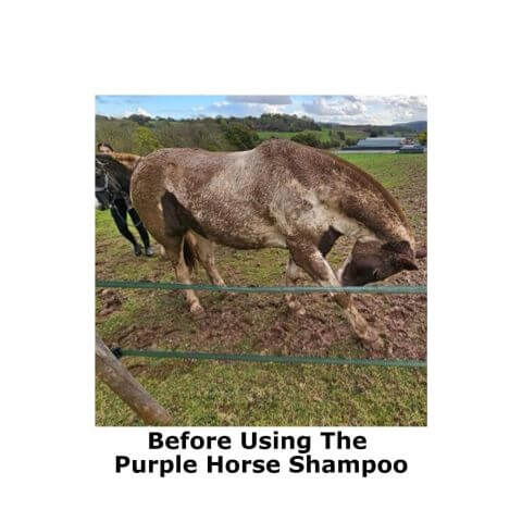 Muddy white horse ready for an equine purple bar shampoo