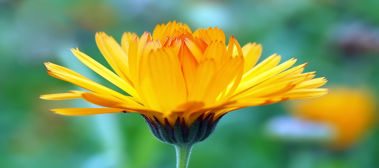 Calendula Flower