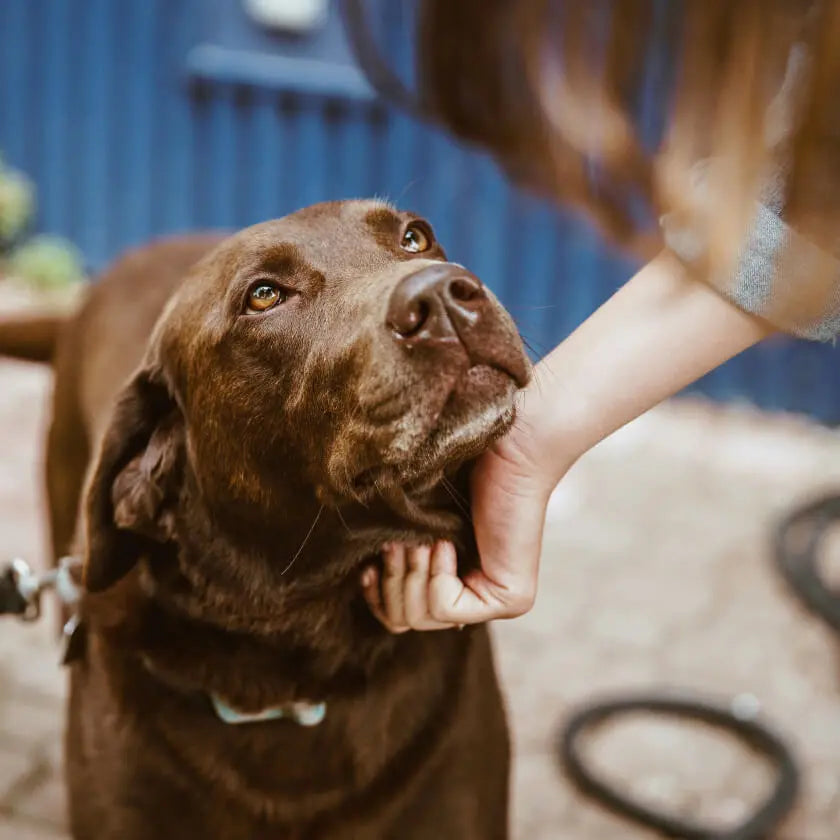 A content dog looking up; natural dog shampoo bars from The Solid Bar Company