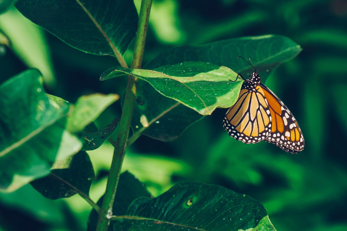 Monarch butterfly on a leaf